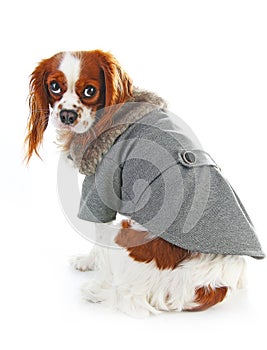Dog coat. Puppy wearing winter coat. Dog Coat Jacket Pet Supplies Clothes Winter Apparel Clothing Puppy Costume. Elegant