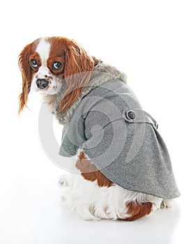 Dog coat. Puppy wearing winter coat. Dog Coat Jacket Pet Supplies Clothes Winter Apparel Clothing Puppy Costume. Elegant dog coat
