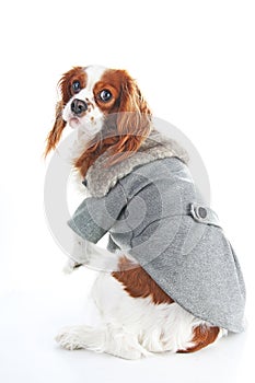 Dog coat. Puppy wearing winter coat. Dog Coat Jacket Pet Supplies Clothes Winter Apparel Clothing Puppy Costume. Elegant dog coat