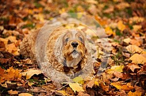Dog Cocker Spaniel American lying in the grass in autumn