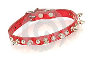 Dog collar photo