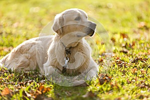 Dog in collar on lawn