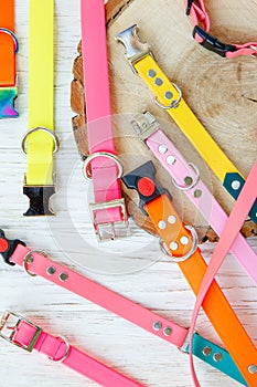 Dog Collar and Leash set. Pet Supplies and Walking Gear Collection