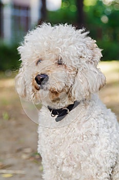 Dog with collar looking up