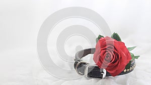 Dog collar with a red rose symbolizing love