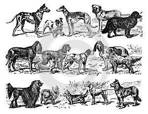 Dog collection different breeds of dog / Vintage and Antique illustration from Petit Larousse 1914