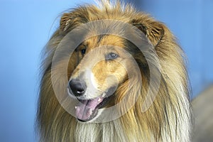 Dog - collie