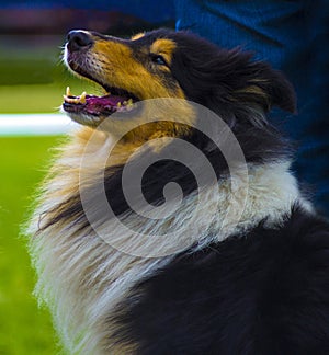 Dog collie. The collie is a distinctive type of herding dog, inc