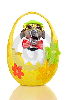 Dog in colorful easter egg