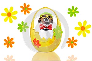 Dog in colorful easter egg