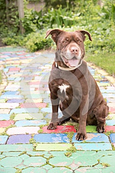 Dog on a Colorful Path
