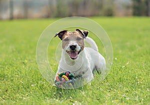 Dog with colorful toy laying down on spring fresh green grass lawn