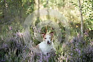 Dog in the colors of heather. jack russell terrier in the forest