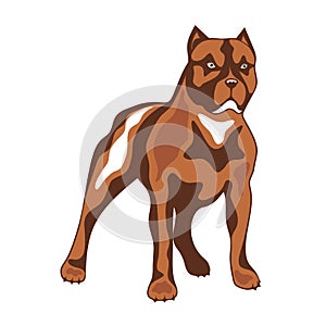 Dog of combative breed illustration.