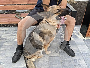 The dog is combed, the German Shepherd loves to be scratched with a special brush