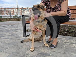 The dog is combed, the German Shepherd loves to be scratched with a special brush