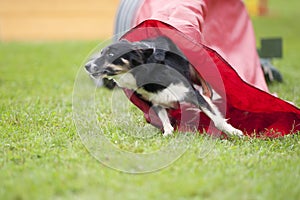 Dog coming out of the red tunnel, competing on an outdoors agility competition