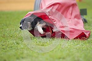 Dog coming out of the red tunnel, competing on an outdoors agility competition