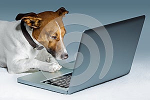 Dog computer photo