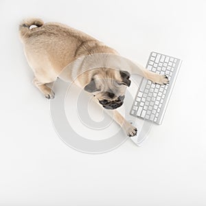 Dog with computer keyboard.