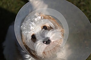 Dog in cone