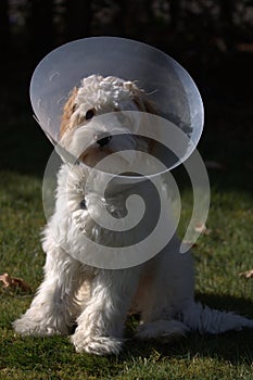 Dog in cone