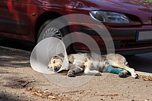 Dog with cone collar laying next to car