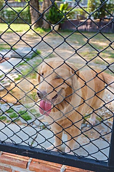 Dog Confine in Cage