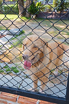 Dog Confine in Cage photo