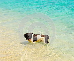 A dog cooling off in the caribbean sea