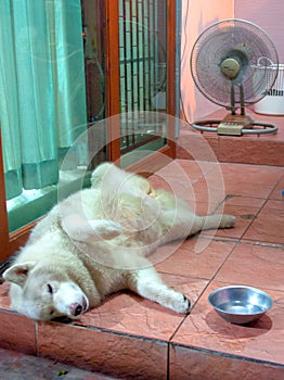 Dog cooling off