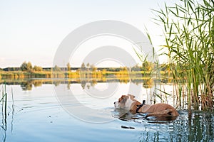 Dog cools down in a swamp on a hot summer day.