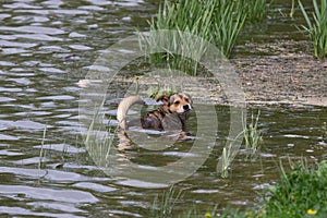 The dog cools in the water in the hot summer