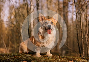 dog (corgi)