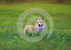 dog Corgi puppy walks on a green blooming summer meadow with his head out language