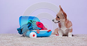 Dog corgi suitcase collecting property on vacation tiresome packing of luggage