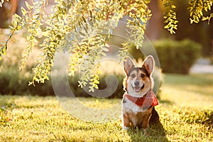 Dog Corgi under the tree