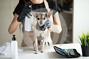 Dog cosmetics,pet shampoo, happy little dog in grooming spa salon on groomer`s table