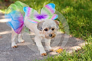 Dog In Costume