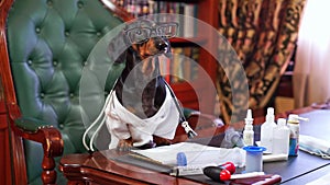 Dog in costume of doctor with stethoscope sits at table