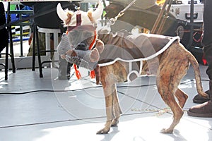 Dog in a costume during Halloween Parade in Coney Island, New York City