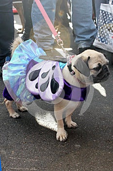 Dog in a costume during Halloween Parade in Coney Island, New York City