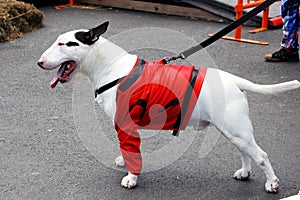 Dog in a costume during Halloween Parade in Coney Island, New York City