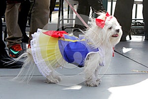 Dog in a costume during Halloween Parade in Coney Island, New York City