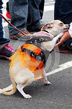 Dog in a costume during Halloween Parade in Coney Island, New York City