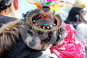 Dog in a costume during Halloween Parade in Coney Island, New York City
