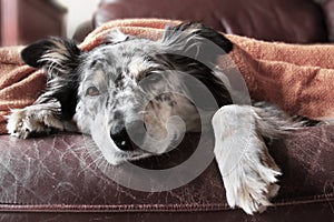 Dog on couch with blanket looking sad sick bored lonely