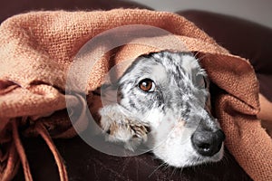 Dog on couch under blanket