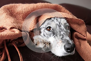 Dog on couch under blanket photo