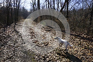 Dog on country road